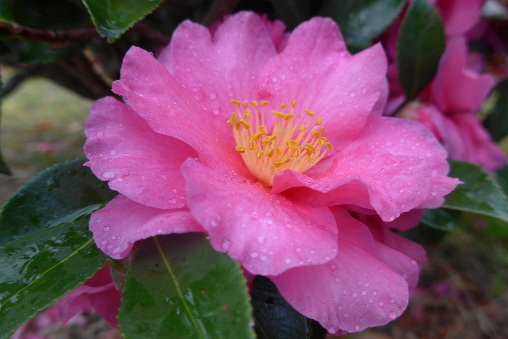 P1280939　いつもの公園で・山茶花