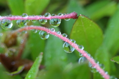P1068902　雫