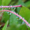 P1068902　雫