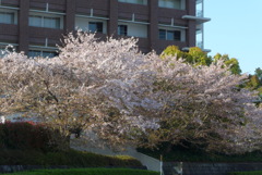 P1320451　始まりの時