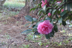 P1370169　山茶花
