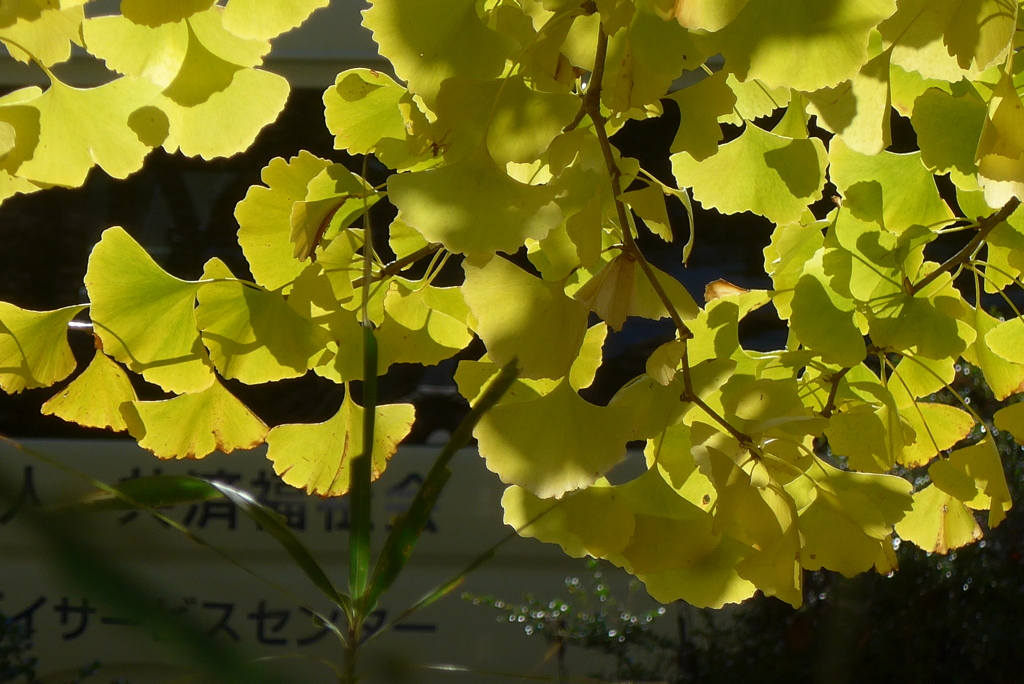 P1390288　透かし葉