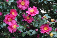 P1069708　山茶花