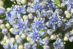 P1230785　ガクアジサイの花