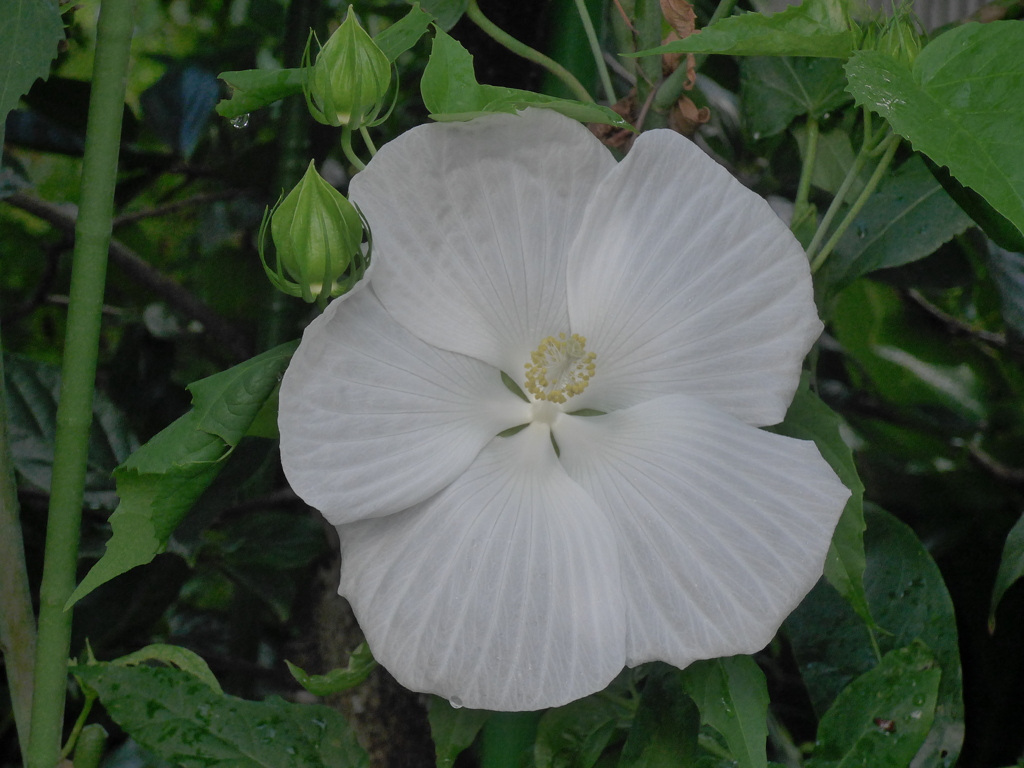 P1170577　白い芙蓉