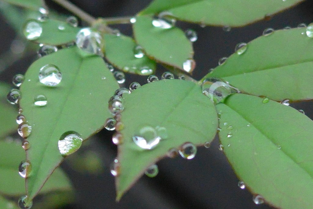 P1230515　水滴