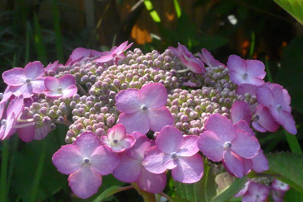 P1230307　かわいいアジサイ