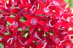 P1022691　ペンタス