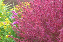 P1120047　お花畑で…