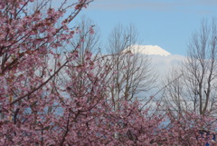 P1370617　3月9日 河津桜と今日の富士山