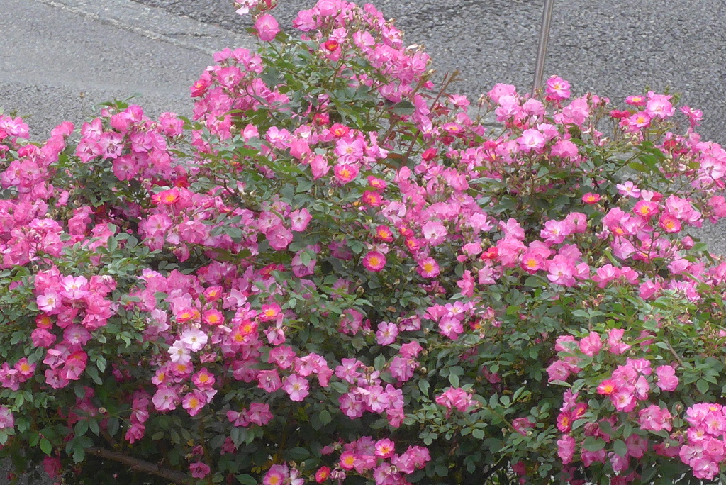 P1350756　バラ