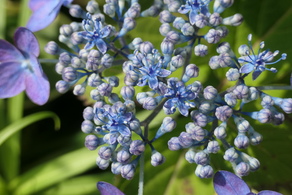 P1045835　紫陽花の花
