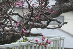 P1079776　春の雪