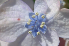 P1160506　アジサイの花