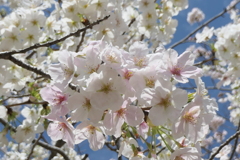 P1023519　大島桜