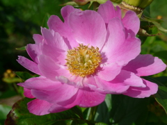 P1090396　シャクヤク