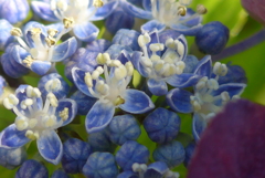 P1360051　紫陽花の花