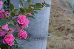 P1190474　山茶花