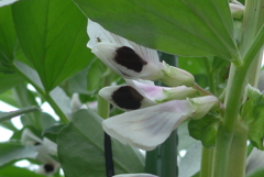 P1370955　ソラマメの花