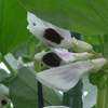 P1370955　ソラマメの花