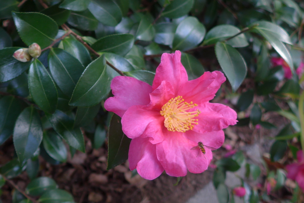 P1390335　山茶花