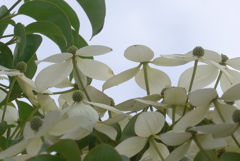 P1380752　ヤマボウシ