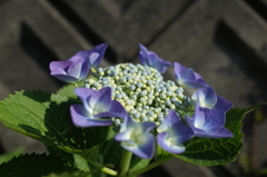 R0352388　紫陽花