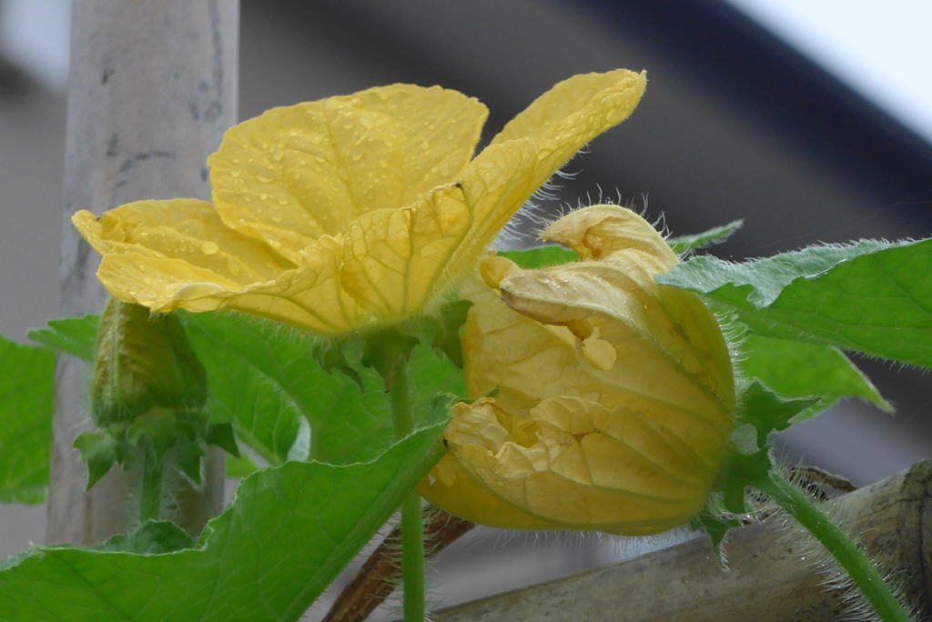 P1240154　寄り添って