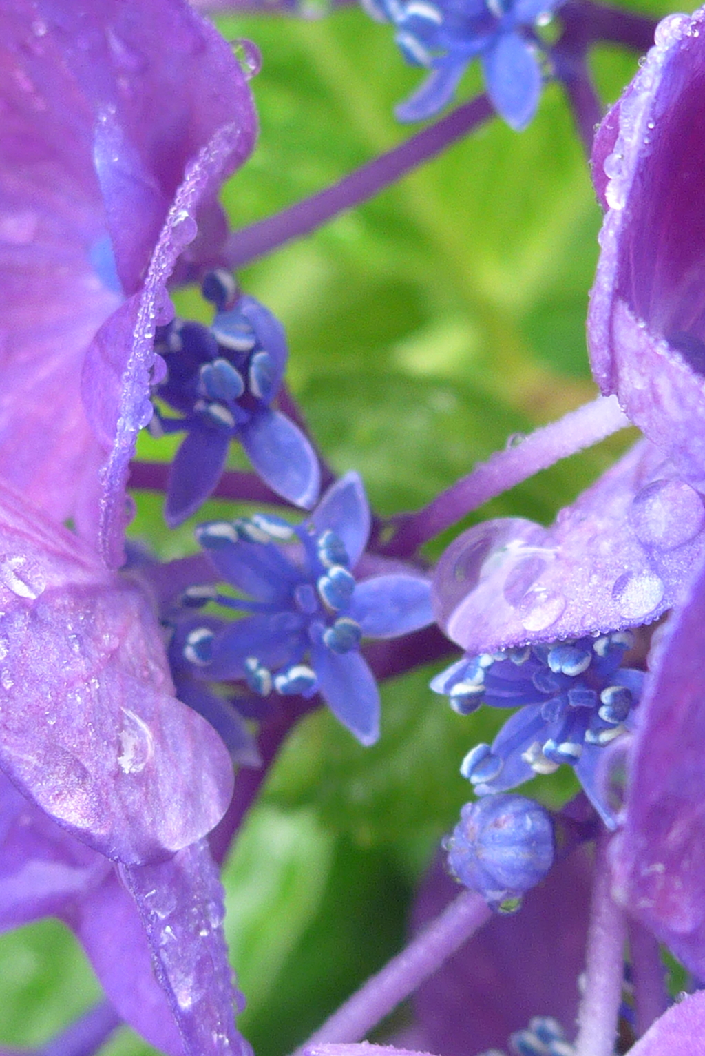 P1300720　紫陽花の花