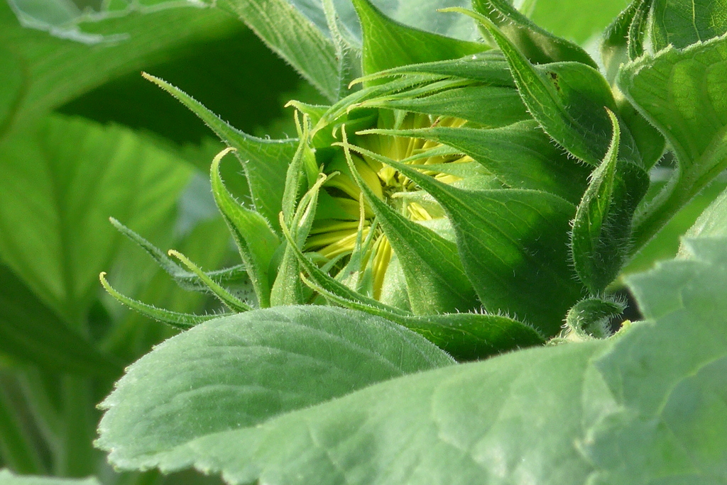 P1230594　太陽の蕾