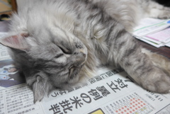 P1090920　ねむくなった…