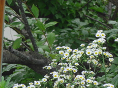 P1160811　野の花