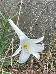 IMG_0190　野のユリ