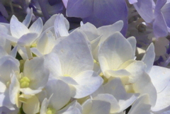 P1220983　あじさい