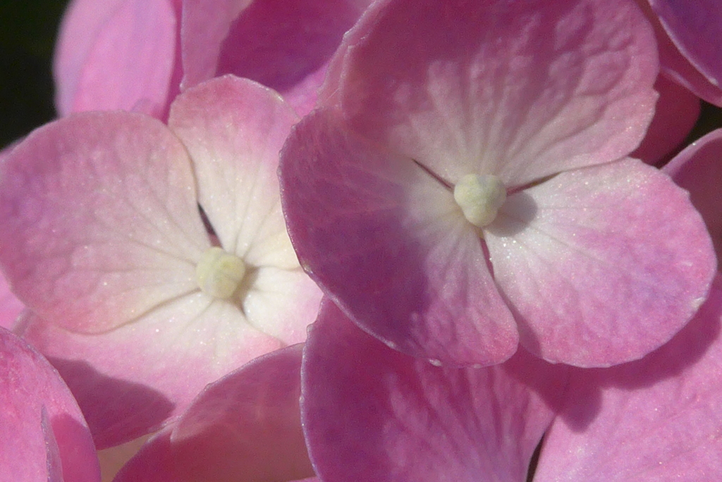 P1100411　まだ咲いてる♪