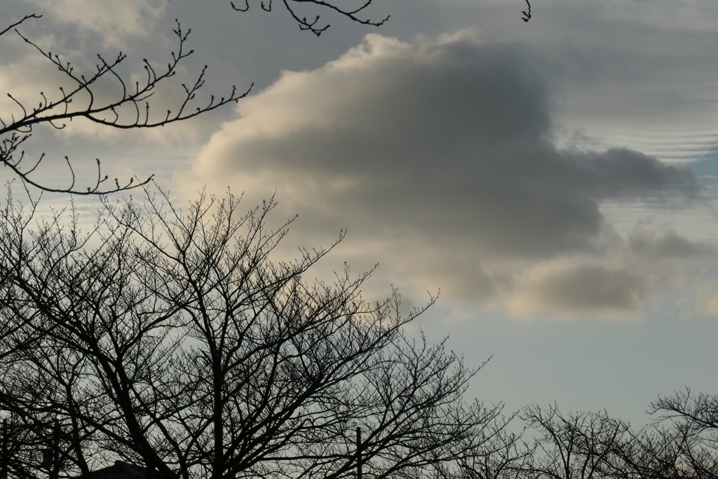 P1000342　冬木立と雲