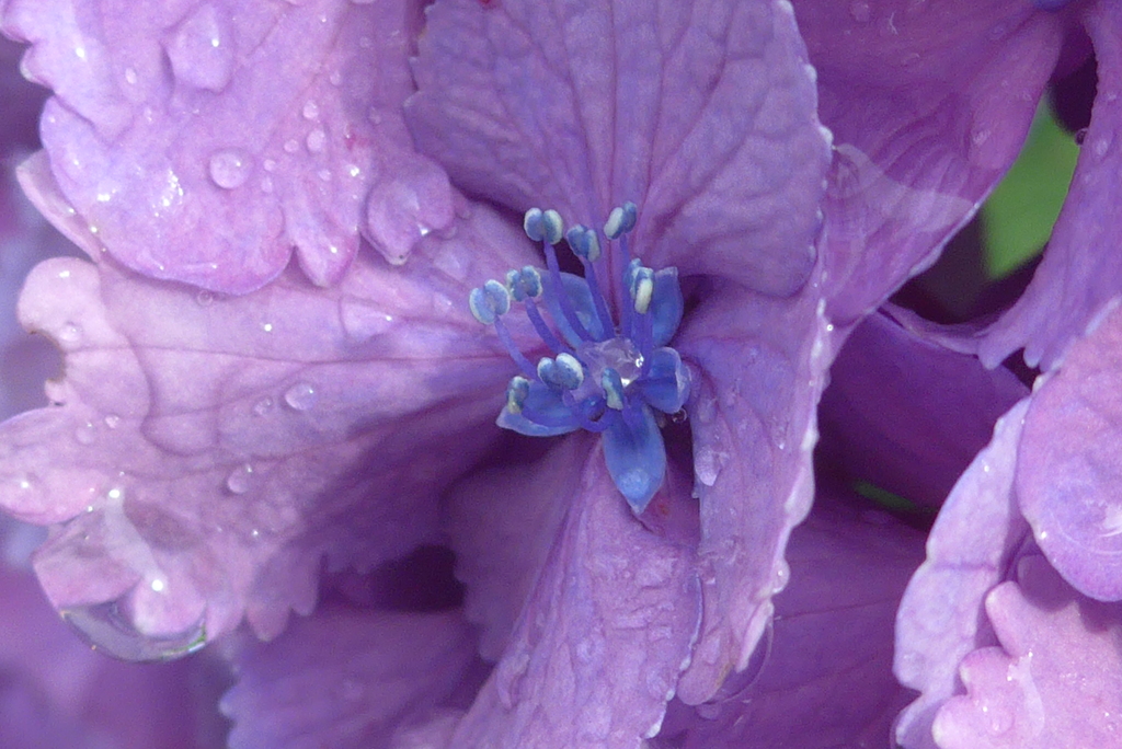 P1300717　紫陽花