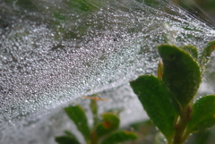 P1120178　水滴