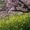 P1035159　河津桜と菜の花