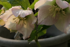 P1079836　朝の光に