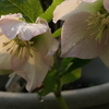 P1079836　朝の光に