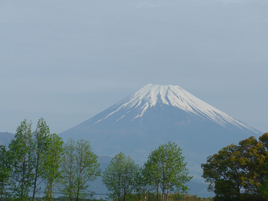 P1080994　若葉の木立と富士山