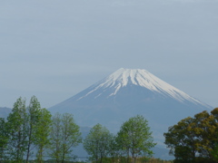 P1080994　若葉の木立と富士山