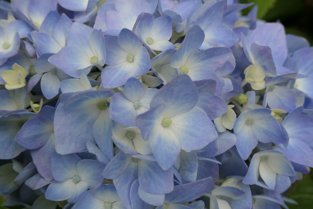 P1045808　紫陽花