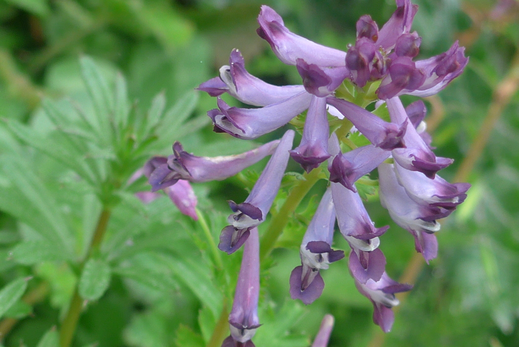 P1210223　ムラサキケマン