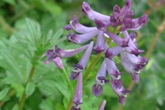 P1210223　ムラサキケマン