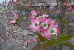 P1080440　ハナミズキ