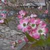 P1080440　ハナミズキ