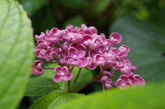 R0353198　ポップコーン