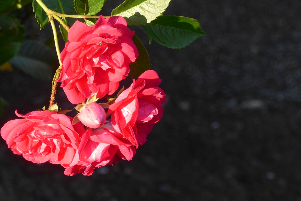 P1320886　朝の光に